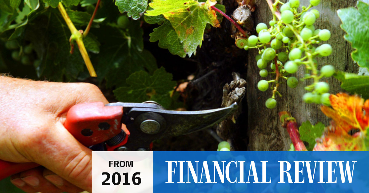 Woolies house brand wine boss says exclusivity a winner with drinkers